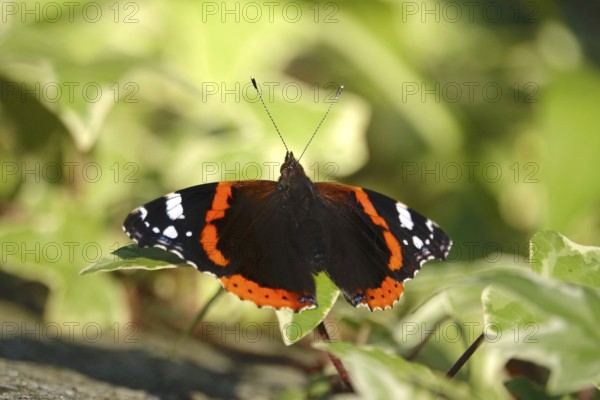 Admiral (Vanessa atalanta), June, Saxony, Germany