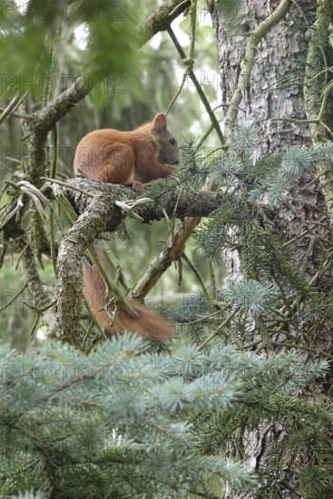 Squirrel, June, Germany