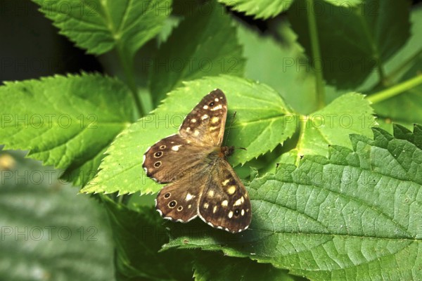 Forest board game (Pararge aegeria), July, Saxony, Germany