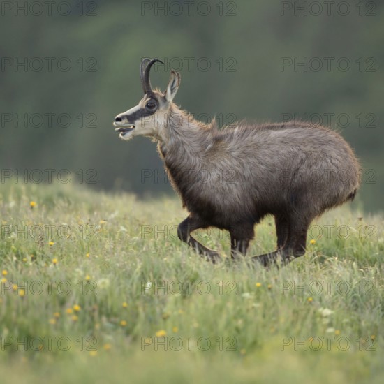 At a fast run... Chamois (Rupicapra rupicapra), rushing, running across a spring-like, blooming flower meadow in the mountains, perfect sideways shot in early light, beautiful dense long-haired fur, native nature, Vosges, France, Western Europe