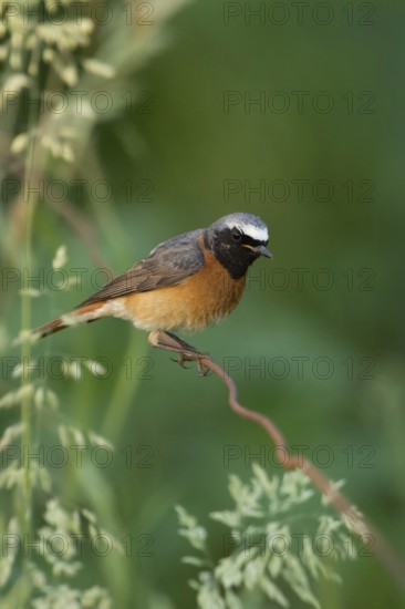 Colourful common redstart (Phoenicurus phoenicurus), adult male in breeding plumage, summer plumage, sitting on a wire in natural green surroundings, rather rare native songbird, threatened by habitat loss, Meerbusch, Rhein-Kreis Neuss, North Rhine-Westphalia, Rhineland, Germany, Western Europe