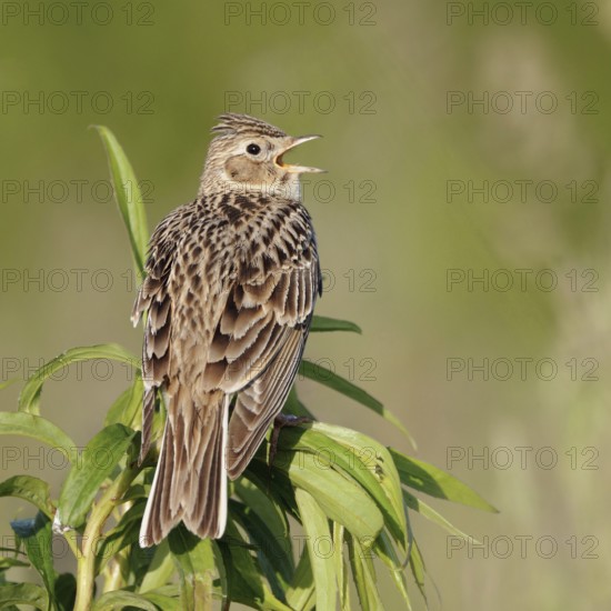 Skylark (Alauda arvensis) sitting on the top of a plant, singing its song, rear view with all typical features, generally known songbird, typical for open field landscapes, threatened by habitat loss, intensive agriculture, native nature, Meerbusch, Rhein-Kreis Neuss, North Rhine-Westphalia, Rhineland, Germany, Western Europe