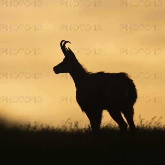 Silhouette... Chamois (Rupicapra rupicapra) on a mountain meadow, alpine pasture, in atmospheric evening light, backlight shot, typical silhouette, native nature, Vosges, France, Western Europe