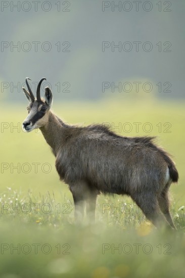 Chamois, chamois (Rupicapra rupicapra), adult, standing in the high grass of a flowering mountain meadow, on a high alpine pasture in the mountains, looking around, native nature, Vosges, France, Western Europe