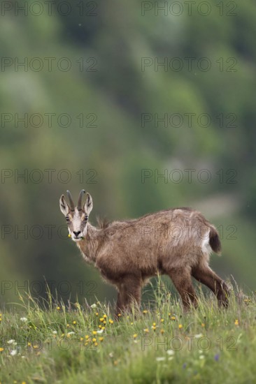 Where have all the flowers gone... Chamois (Rupicapra rupicapra), chamois feeding on grasses and herbs in a mountain meadow high above the valley, looking directly into the camera in surprise, native nature, Vosges, France, Western Europe