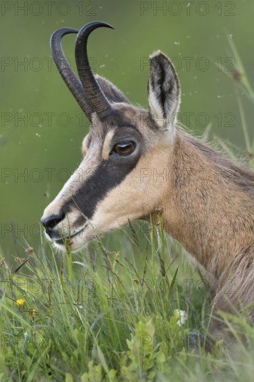 Lunch break... Chamois (Rupicapra rupicapra), chamois lying in the grass of a lush mountain meadow, resting, chewing its cud, finely detailed head portrait, close-up, wildlife, native nature, Vosges, France, Western Europe