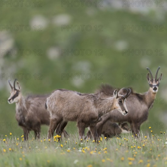 Herd of chamois... Chamois (Rupicapra rupicapra), small group, female animals with a suckling fawn on a blooming spring meadow, high alpine pasture, native nature, Vosges, France, Western Europe