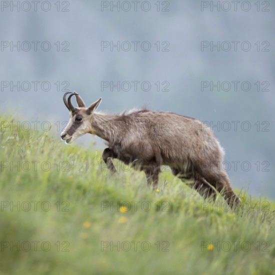 Labourious ascent... Chamois (Rupicapra rupicapra), chamois migrates, runs up a lush, steep mountain meadow to graze, struggles forward, native nature, Vosges, France, Western Europe