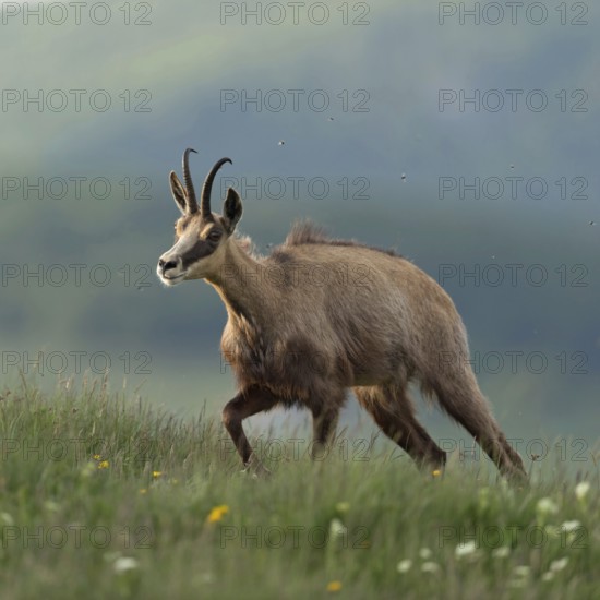 Ascent to lush mountain meadows... Chamois (Rupicapra rupicapra) ascends the mountain in the early morning to graze, followed by many annoying flies, native nature, Vosges, France, Western Europe