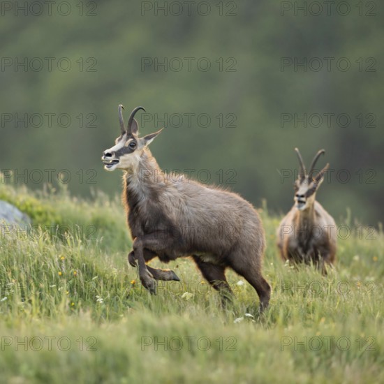 Wild chase... Chamois (Rupicapra rupicapra), two chamois engage in a wild chase, chase each other, run and jump across a spring-like mountain meadow, duel of chamois bucks, territorial behaviour, native nature, Vosges, France, Western Europe