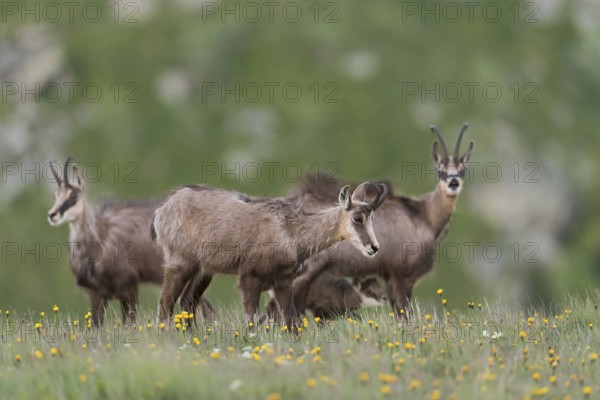 Herd of chamois... Chamois (Rupicapra rupicapra), female with a suckling fawn on a blooming spring meadow, high alpine pasture, native nature, Vosges, France, Western Europe