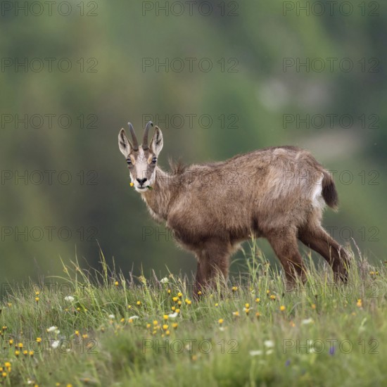 Where have all the flowers gone... Chamois (Rupicapra rupicapra), chamois feeding on grasses and herbs on a mountain meadow high above the valley, looking directly into the camera in surprise, native nature, Vosges, France, Western Europe