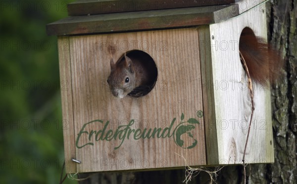 Squirrels, (Sciurus) in the house, cave