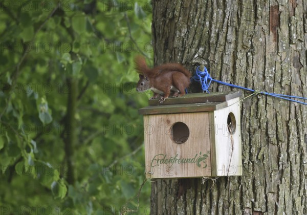 Squirrels, (Sciurus) at the house, cave