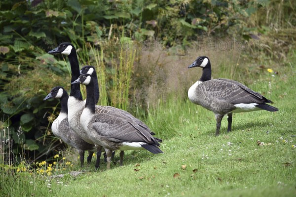 Canada geese (Branta canadensis) on the meadow