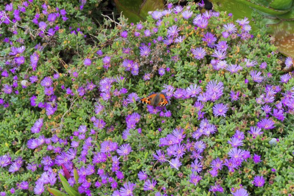 Asters with butterfly, South England, Coast, England, GB