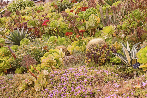 Blooming garden on the English North Sea coast, England, Great Britain