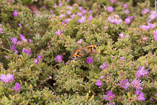 Butterfly on aster flower, South England coast, England, GB