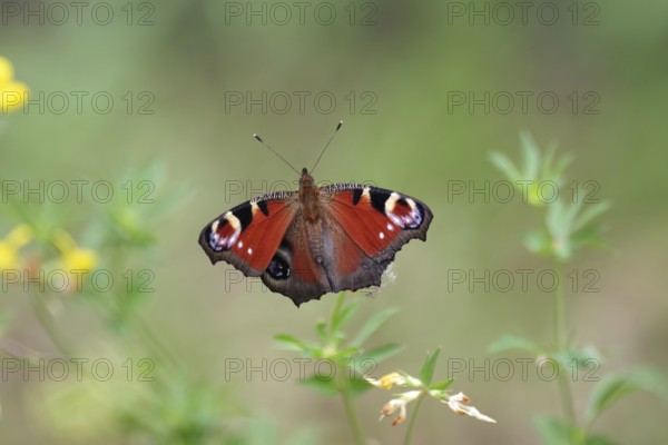 Peacock butterfly (Aglais io), open wings, colourful, pretty