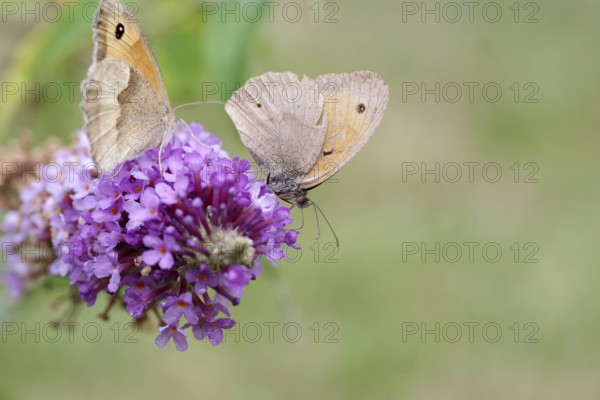 Meadow Brown (Maniola jurtina), two, flower, nectar