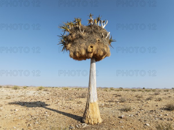 Quiver Tree (Aloidendron dichotomum) with huge nest of Sociable Weavers (Philetairus socius). Low angle aerial view. Drone shot. Gondwana Canyon Park, Namibia