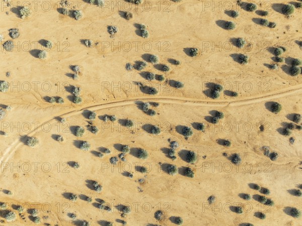 Euphorbia gregaria and desert track. Aerial view. Drone shot. Gondwana Canyon Park. Namibia