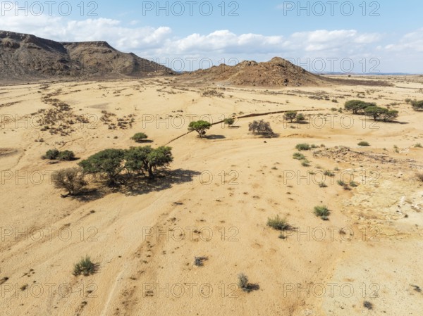 Arid plains and camelthorn trees (Vachellia erioloba) in the Gondwana Canyon Park. Aerial view. Drone shot. Namibia