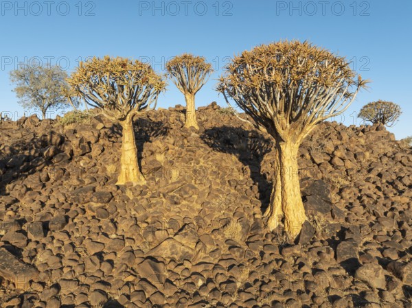 Quiver Tree (Aloidendron dichotomum). Low angle aerial view. Drone shot. Southern Namibia