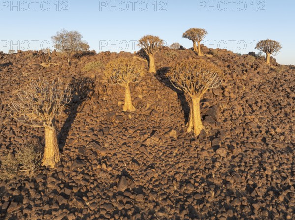 Quiver Tree (Aloidendron dichotomum). Aerial view. Drone shot. Southern Namibia