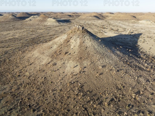 Quiver Tree (Aloidendron dichotomum). At the slope of a conical rock, a so-called Prince Albert formation. Aerial view. Drone shot. Southern Namibia