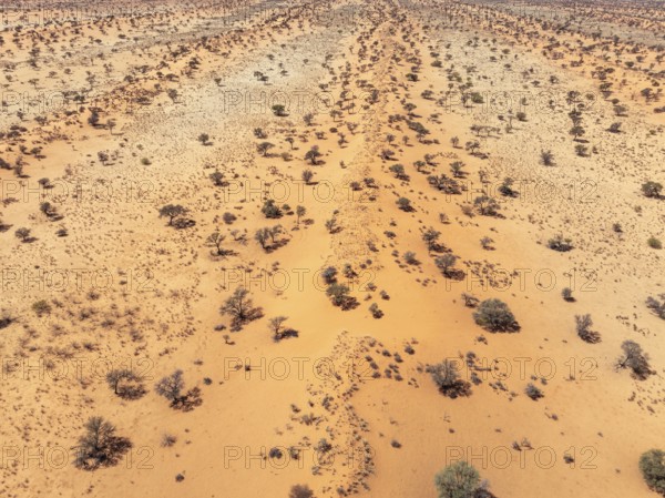 Linear sand dunes grown with camelthorn trees (Vachellia erioloba) in the Kalahari Desert. Aerial view. Drone shot. Namibia
