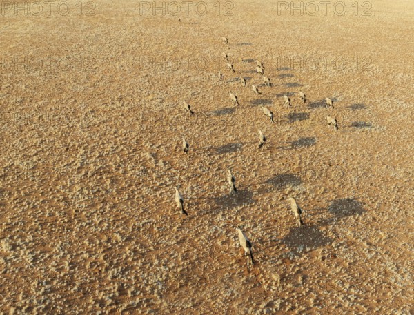 Gemsbok (Oryx gazella). Roaming an arid plain at the edge of the Namib Desert. Aerial view. Drone shot. Namibia
