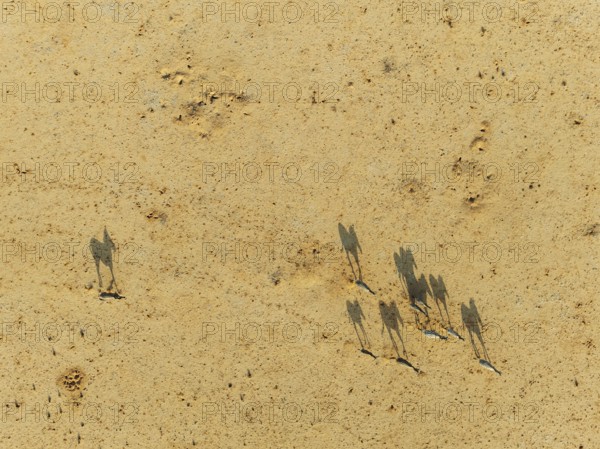 Hartmann's Mountain Zebra (Equus zebra hartmannae). Roaming an arid plain at the edge of the Namib Desert. Aerial view. Drone shot. Namibia