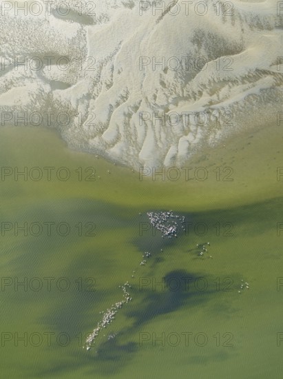 Low tide patterns and Greater Flamingos (Phoenicopterus ruber) at the Walvis Bay Lagoon. Aerial view. Drone shot. Namibia
