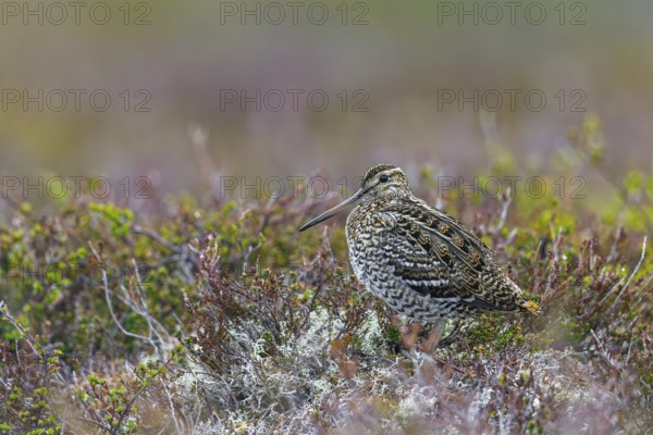Great snipe (Gallinago media) showing camouflage colours on tundra breeding ground in spring (June), Sweden, Scandinavia