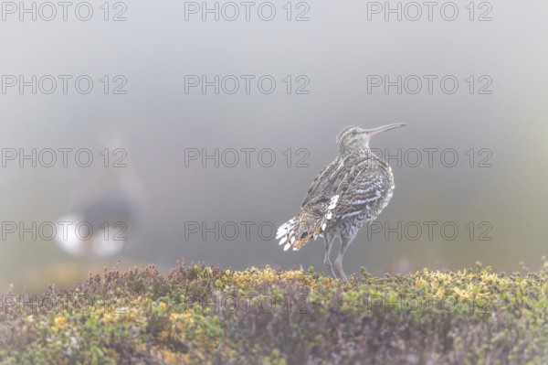 Great snipe (Gallinago media) male displaying at lek at dawn in early morning mist on tundra breeding ground in spring (June), Sweden, Scandinavia