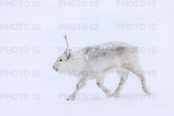 Svalbard reindeer (Rangifer tarandus platyrhynchus) adult in winter coat foraging on snow covered tundra in spring on Spitsbergen, Norway