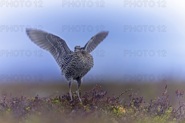 Great snipe (Gallinago media) male flapping wings during courtship display at lek at dusk on tundra breeding ground in spring, Sweden, Scandinavia