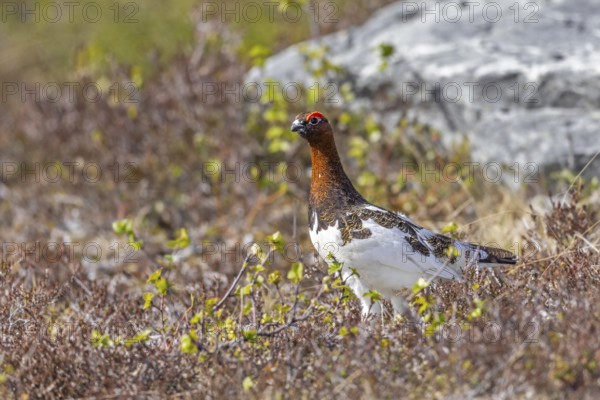 Willow ptarmigan, willow grouse (Lagopus lagopus, Lagopus albus) male, cock in summer plumage on the tundra in June, Sweden, Scandinavia