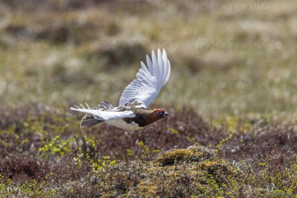 Willow ptarmigan, willow grouse (Lagopus lagopus, Lagopus albus) male, cock in summer plumage flying over the tundra in June, Sweden, Scandinavia