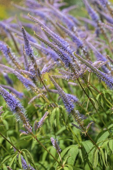 Culver's root, black root (Veronicastrum virginicum, Leptandra virginica) in garden, native to the eastern United States and south-eastern Canada