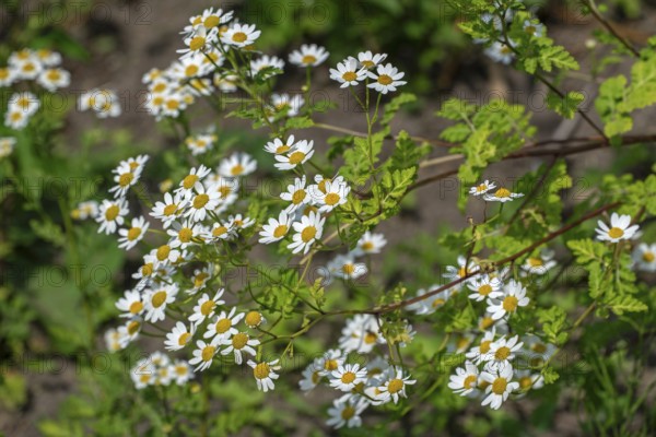 Feverfew (Tanacetum parthenium, Chrysanthemum parthenium) in flower in late spring, early summer