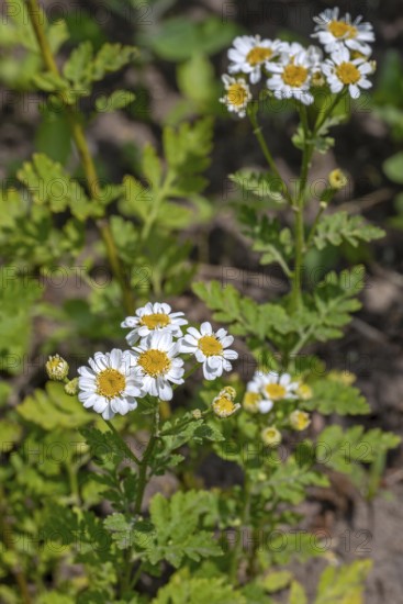 Feverfew (Tanacetum parthenium, Chrysanthemum parthenium) in flower in late spring, early summer