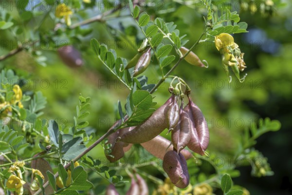 Bladder-senna (Colutea arborescens), leguminous shrub in flower with inflated bladdery pods, native to Europe and North Africa