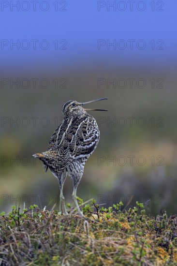 Great snipe (Gallinago media) male calling during courtship display at lek at dusk on tundra breeding ground in spring (June), Sweden, Scandinavia