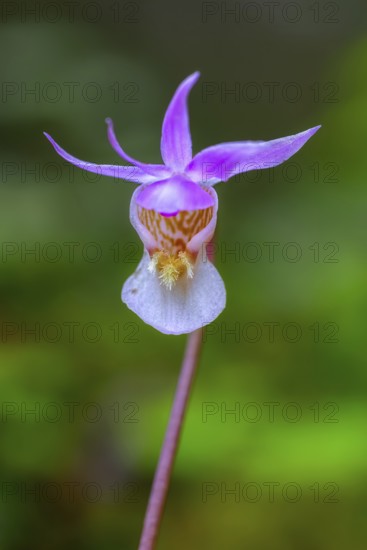 Calypso orchid, fairy slipper, Venus's slipper (Calypso bulbosa, Cypripedium bulbosum) in flower in forest, Sweden, Scandinavia