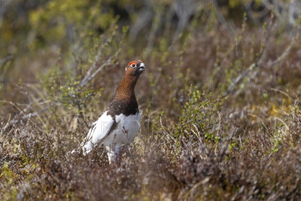 Willow ptarmigan, willow grouse (Lagopus lagopus, Lagopus albus) male, cock in summer plumage calling on the tundra in June, Sweden, Scandinavia