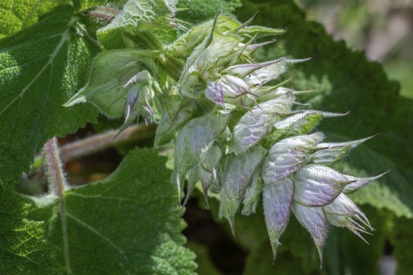 Clary sage (Salvia sclarea, Aethiopis sclarea), medicinal herb grown for its essential oil, native to the Mediterranean
