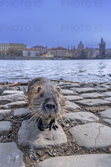 Coypu, nutria (Myocastor coypus) posing on quay along the Vltava river in the city Prague, Czech Republic