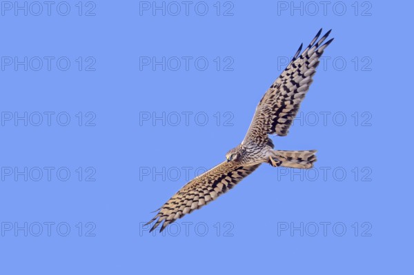 Montagu's harrier (Circus pygargus) adult female flying with damaged wing, tertials missing